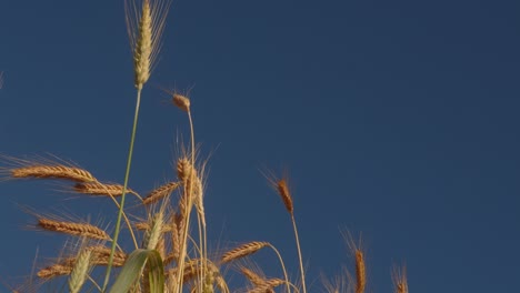 Golden-wheat-crop-closeup-captures-nature's-beauty-in-every-waving-stalk