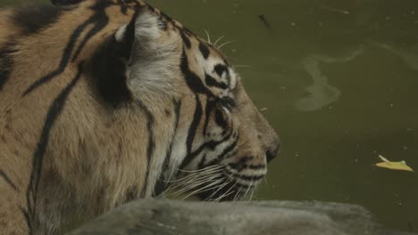 Sumatran-Tiger-staring-into-water-from-behind-a-rock,-ready-to-drink