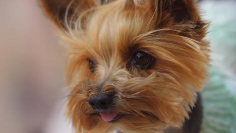 very-cute-Yorkshire-Terrier-dog-sitting-and-looking-at-the-camera