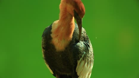 Close-Up-of-Buff-Necked-Ibis-Grooming-Itself-During-The-Day