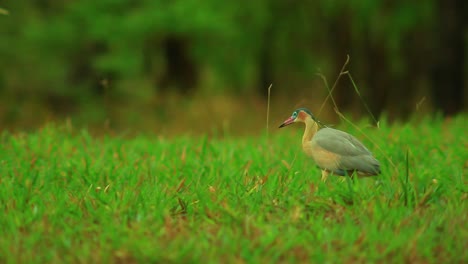 Whistling-Heron-Walking-Gracefully-on-a-Grass-Field-in-a-Forest