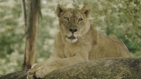 Female-adult-lion-lying-on-rock-observing-prey