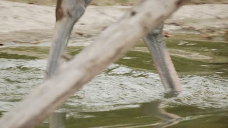 Slow-motion-tracking-shot-of-African-ostrich-walking-through-water,-close-up