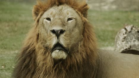 Schläfriges-Afrikanisches-Löwenmännchen-Auf-Dem-Boden,-Das-Andere-Löwen-In-Seinem-Rudel-Ruft-Und-Mit-Ihnen-Kommuniziert