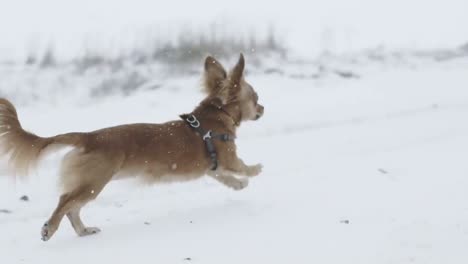 Kleiner-Chihuahua-Hund,-Der-Auf-Dem-Weißen-Schnee-Läuft,-Der-Von-Oben-Fällt