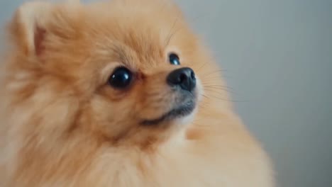 very-cute-brown-Pomeranian-dog-tilting-its-head-in-confusion