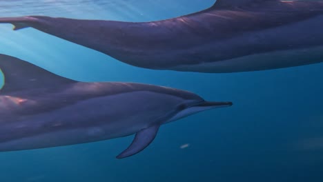 Manada-De-Delfines-Jugando-Descuidadamente-Bajo-La-Luz-Del-Sol-Tropical