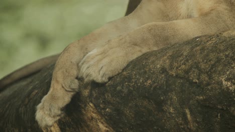 Große-Afrikanische-Löwin,-Nahaufnahme,-Von-Der-Pfote-Nach-Oben-Gekippt,-Um-Das-Gesicht-Freizugeben