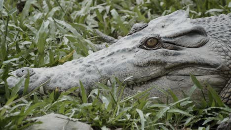 Pan-shot-of-crocodile-head-to-tail,-sun-basking-in-high-grass-close-to-river