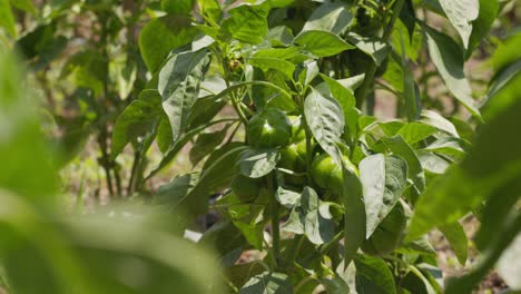 A-Pepper-Plant-Stands-in-The-Wind-Witing-For-Fruits-to-Be-Ripe
