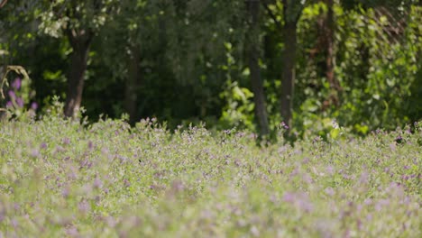 Blumenfeld,-Windgetriebene-Bewegung-Violetter-Luzernenblüten