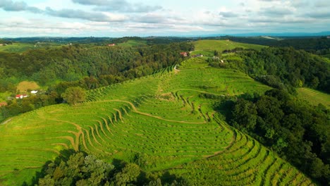 Stunning-drone-footage-of-vineyard-covered-hills-in-the-heart-of-Prlekija,-Jeruzalem-Slovenia,-stretching-alongside-a-lush-forest-with-a-backdrop-of-blue-skies