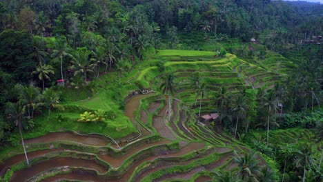 Drone-Shot-Of-Tegalalang-Rice-Terraces---Rice-Field-Near-Ubud,-Bali,-Indonesia
