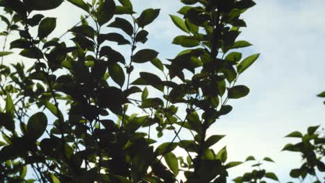 Grünes-Laub-Des-Frühlingsbaums-Und-Morgensonnenlicht---Nahaufnahme