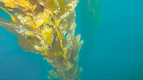 Sunlight-glistens-across-giant-kelp-strand-suspended-in-deep-blue-ocean-water