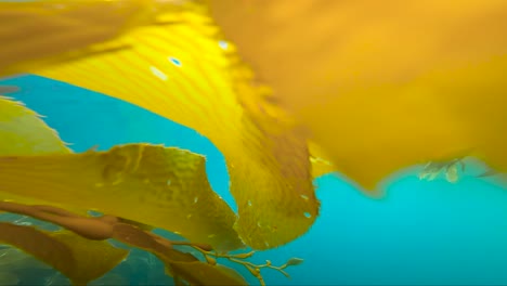 Dolly-push-along-kelp-pod-leafy-green-forest-in-clear-blue-ocean-water