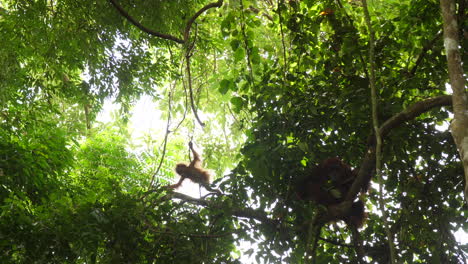 Orangutan-Mother-Sitting-While-Her-Baby-Plays-in-the-Tree-Branches-in-Slow-Motion