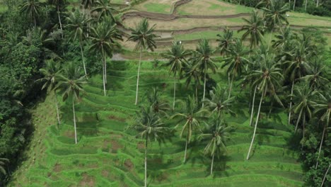 Aerial-birds-eye-shot-showing-terraced-plantation-fields-with-palm-trees-on-Bali-Island,-Indonesia