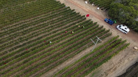 Farm-Workers-Cultivating-Grapes-In-Vineyard-In-Margaret-River-Region,-Western-Australia