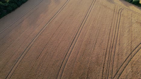 Cultivated-and-plowed-golden-field.-Aerial-flyback