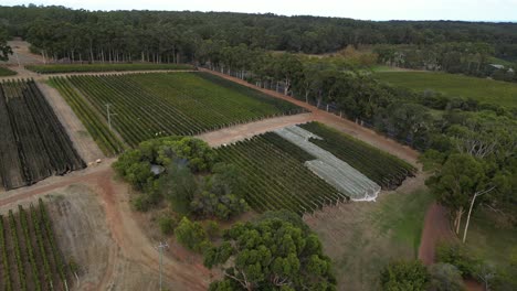 Flying-Over-Vineyard-In-Western-Australia,-Netting-On-Vines,-Wine-Industry