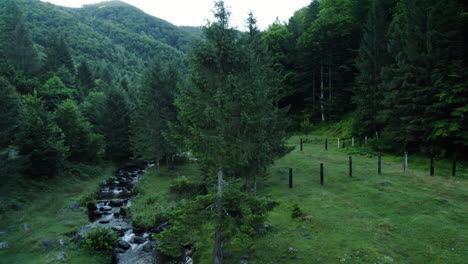 Aerial-view-showcasing-a-mountain-stream-flowing-through-a-fir-forest,-alongside-a-clearing-adorned-with-lush-green-grass-and-tall-trees
