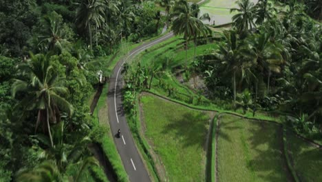 Aerial-top-down-following-shot-of-riding-motorcycle-on-tropical-road-between-palm-trees-and-flooded-rice-fields-on-Bali-Island