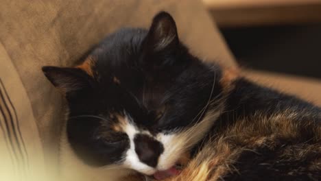 Calico-Cat-Grooming-Itself-By-Licking-Its-Fur