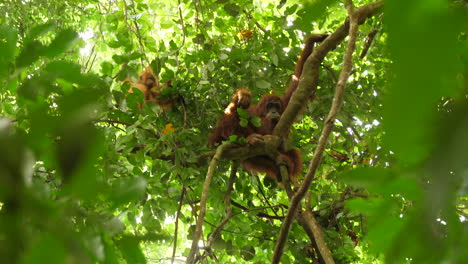 Madre-E-Hija-Orangutanes-Mirando-A-La-Cámara-Desde-El-Dosel-De-La-Selva.