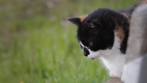 Weiße-Katze-Mit-Schwarzen-Und-Orangefarbenen-Flecken-Ruht-Im-Garten---Nahaufnahme