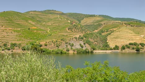 Static-shot-of-Douro-river-flowing-through-beautiful-vineyards-on-both-side-of-the-slope-in-Douro-Valley,-Porto-area,-Portugal-on-a-summer-day