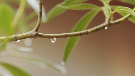 Dew-On-Green-Twig---close-up-shot