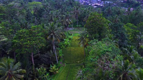 Flying-Above-Tegalalang-Rice-Terraces,-Ubud,-Bali,-Indonesia---drone-shot