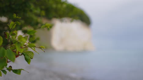 Pushing-Focus-from-Tree-Branch-to-White-Chalk-Cliffs-on-Rugen-Island-at-Jasmund-National-Park,-Germany