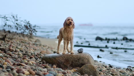 Attentive-Goldendoodle-Dog-Standing-on-Boulder-in-Pebble-Beach-by-the-Sea-Looking-at-Camera,-Walks-Down-in-Slow-Motion-and-Strolls-Along-the-Bay-Sniffing-on-a-Ground