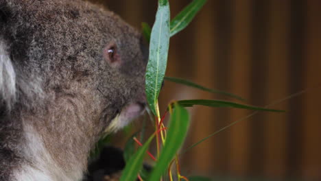 Slow-motion-revealing-shot-of-a-cute-Koala-bear-holding-onto-a-branch-and-eating-it