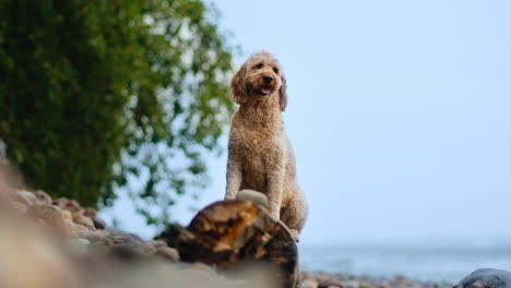 Playful-Goldendoodle-Dog-Lick-Itself-Sitting-on-a-Rustic-Roten-Log-in-Pebble-Beach-by-the-Sea-Looking-at-Camera---Low-Angle-View