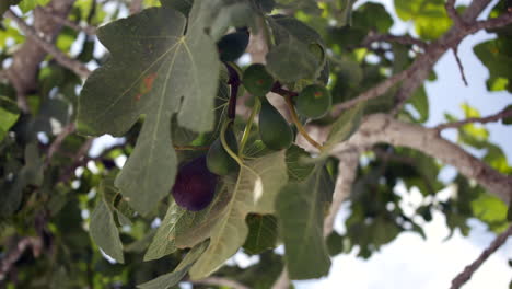 Figs-growing-on-a-fig-tree-in-the-breeze-on-a-summer's-day
