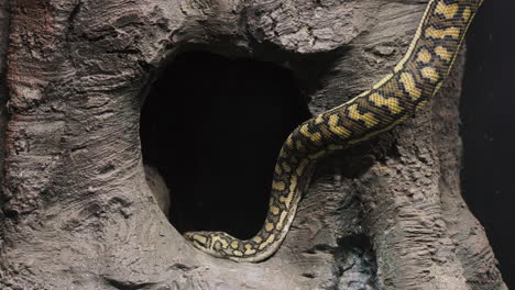 Slow-motion-shot-of-a-large-python-slithering-its-way-into-a-large-hole-within-a-tree