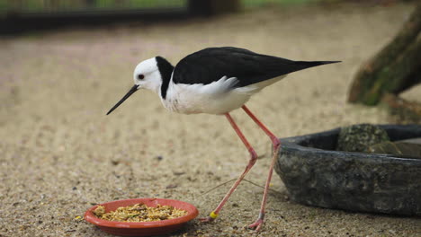 Slow-motion-shot-of-a-Black-winged-stilt-eating-the-nutritious-seeds-left-on-a-plate