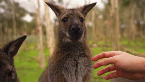 Slow-motion-shot-of-curious-young-wallabies-smelling-a-hand-and-being-petted