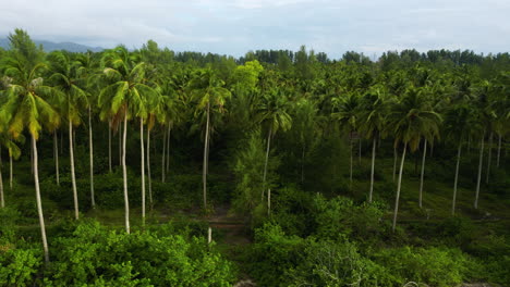 Panning-aerial-view-of-palm-trees-in-a-wild-environment