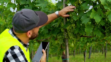 Stunning-HD-footage-of-an-inspector-in-yellow-reflective-vest,-walking-through-a-vineyard,-examining-grapes-and-leaves,-and-jotting-down-observations-on-a-tablet
