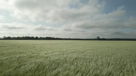 Panorama-Eines-Weizenfeldes-Mit-Unreifen-Pflanzen-An-Einem-Windigen-Tag-Im-Ländlichen-Gebiet