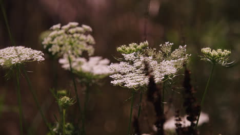 Cinematic-still-shot-of-white-bundled-flowers-like-dandelions,-bug-floats-in-air