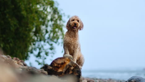 Verspielter-Goldendoodle-Hund-Leckt-Sich,-Sitzt-Auf-Einem-Rustikalen-Roten-Baumstamm-Am-Strand-Am-Meer-Und-Springt-Von-Stein