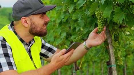 Stunning-HD-footage-of-an-inspector-in-yellow-reflective-vest,-walking-through-a-vineyard,-examining-grapes-and-leaves,-and-jotting-down-observations-on-a-tablet