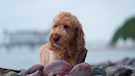 Goldendoodle-Dog-Chewing-Nibble-Wooden-Stick-Lying-on-Pebble-Beach-During-Summer-Vacation---closeup