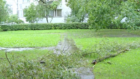 Fallen-tree-branch-on-walkway-after-storm