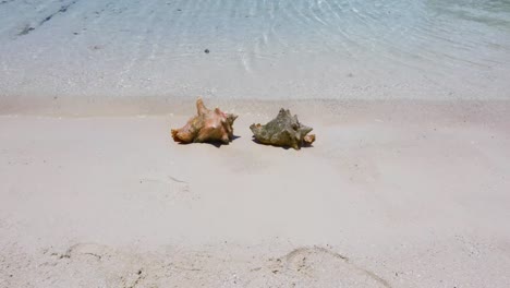 Two-Conch-shells-on-a-beach-on-Exuma-in-the-Bahamas